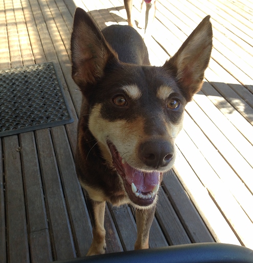 Karrawarra kelpie best sale